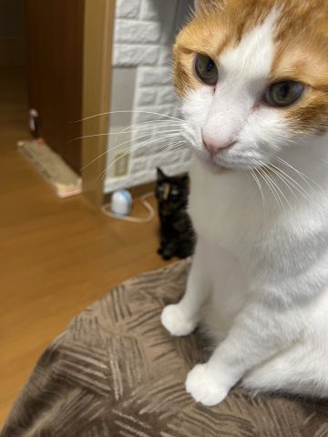 癒やし猫チャン②