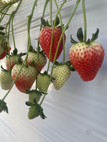 いちご狩り🍓🤤