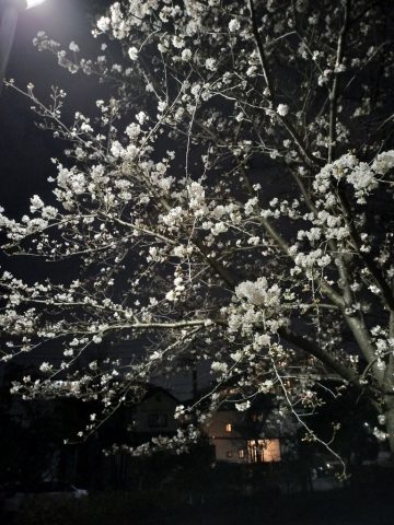 桜の開花状況
