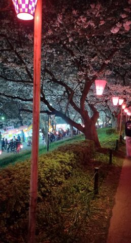 幸手権現堂桜堤